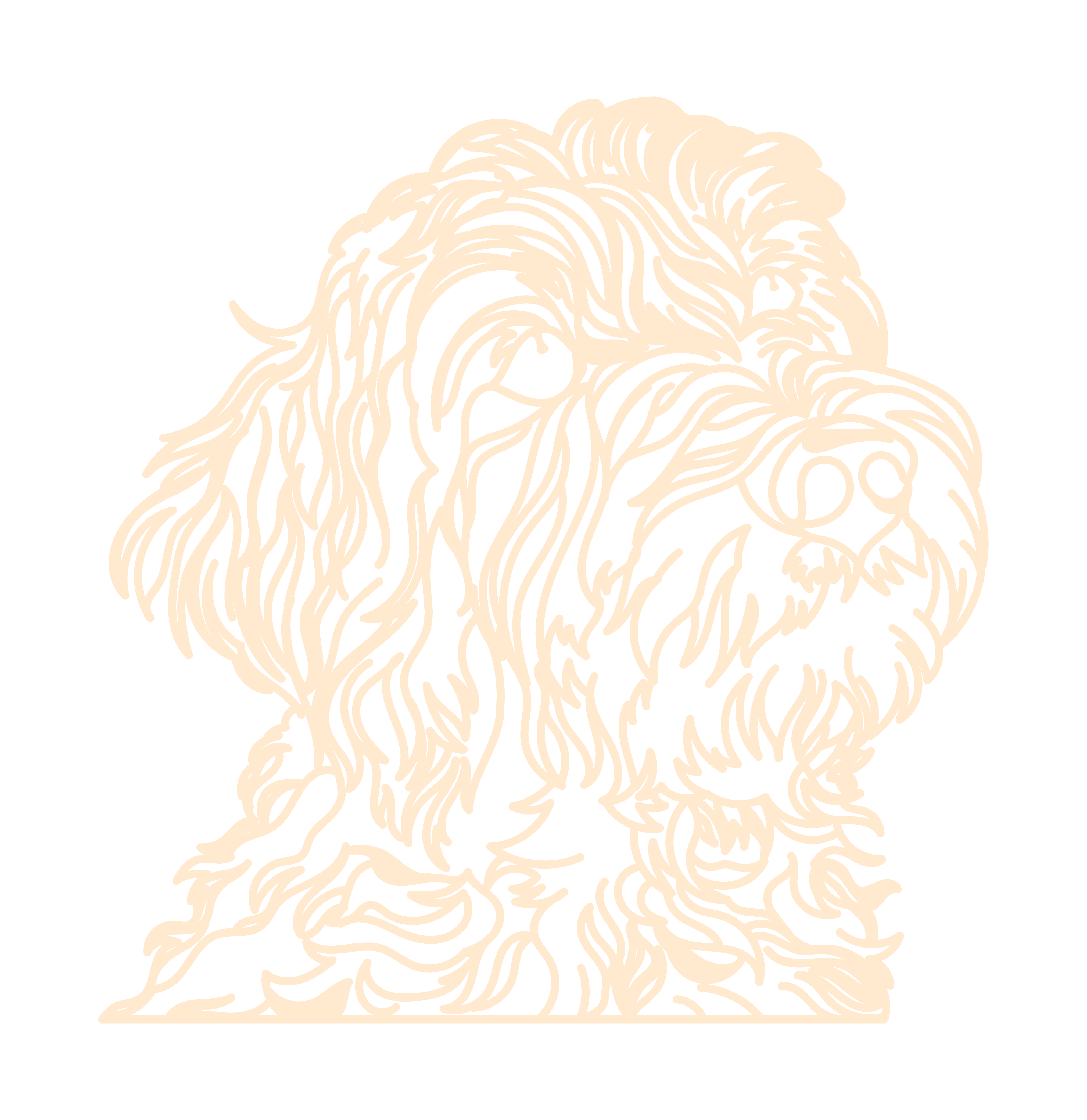 Goldendoodle - Imagen 4