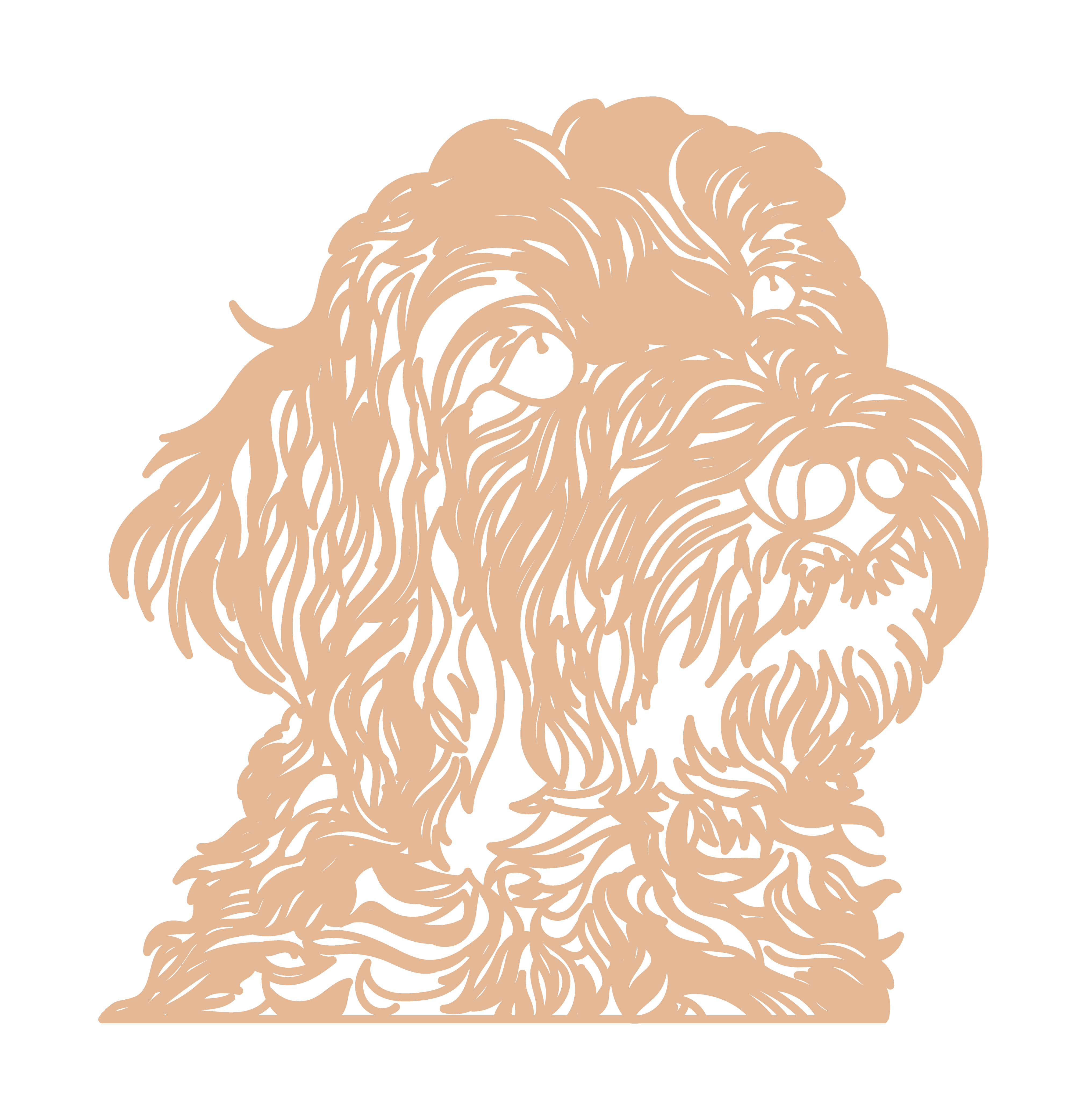 Goldendoodle - Imagen 5