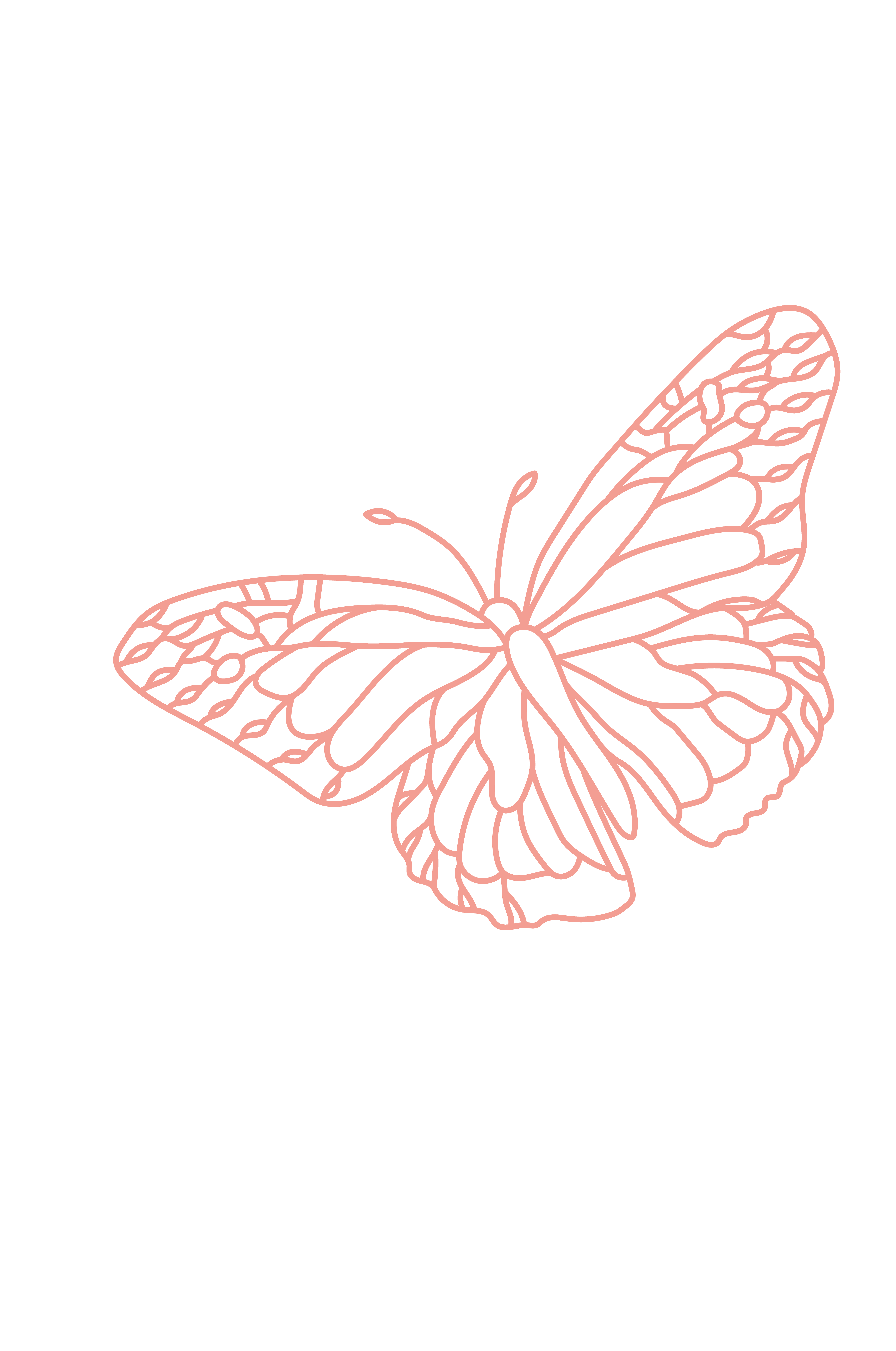 Butterfly 7 Layers